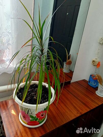 Продам комнатный цветок