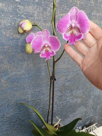 Орхидея фаленопсис биг лип Royal Smile