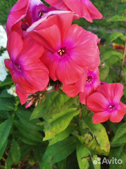 Флокс, астильба,монарда, примула,бадан,нарциссы