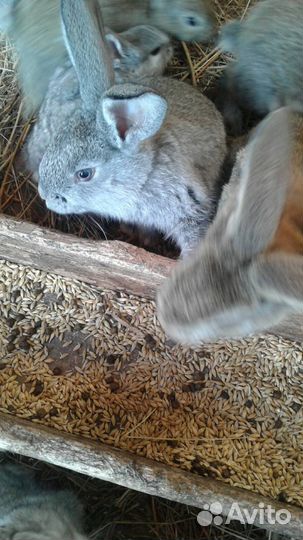 Кролики мясных пород
