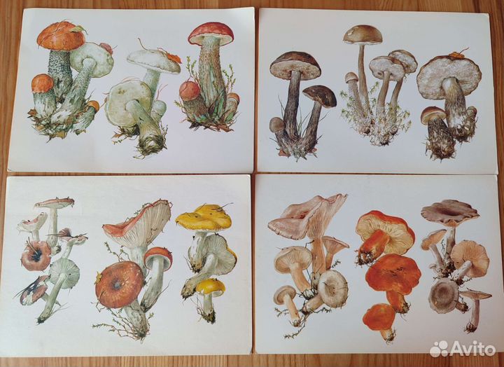 Набор открыток СССР А. К. Шипиленко 1990 гг