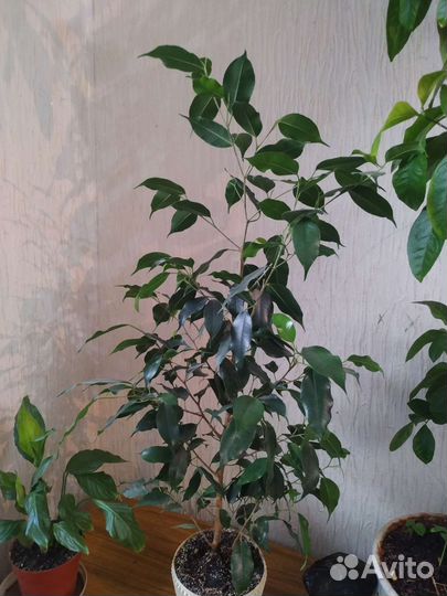 Лимонное дерево