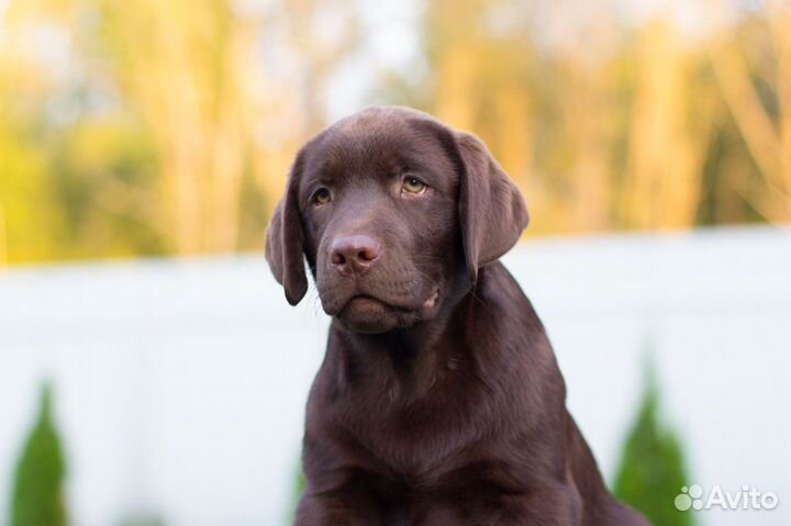 Самые крутые Лабродети