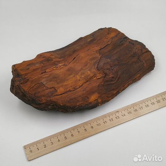 Окаменелое дерево, Россия / Окаменелости