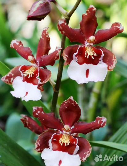 Орхидея камбрия