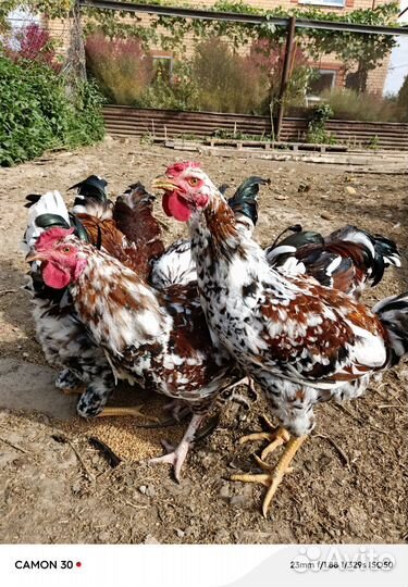 Ливенские молодые петушки