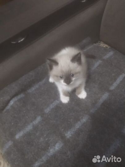 Кошка в дар