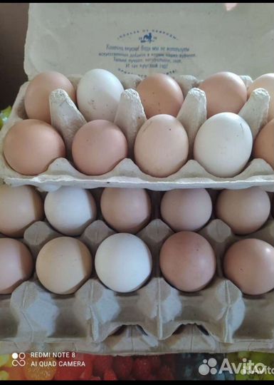 Домашние куриные яйца