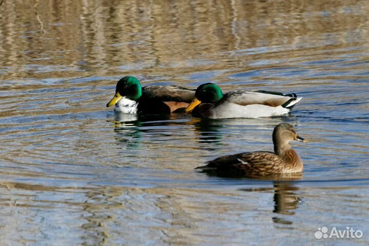 Подсадные утки