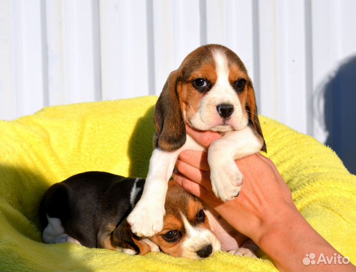 Бигль щенки