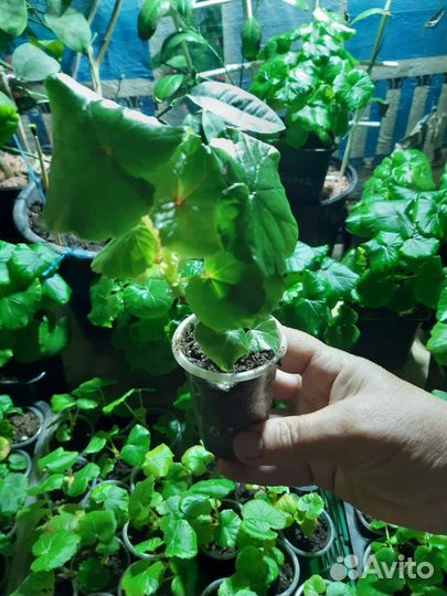 Бегония глуар де лоррен