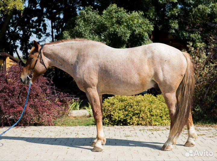 Мерин 2015 г.р. полутяж
