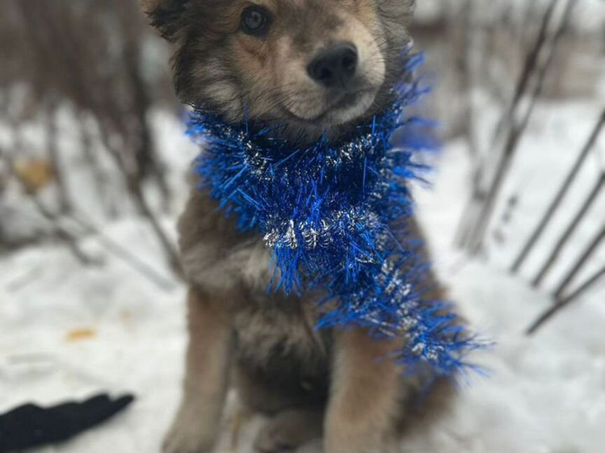 Щенок волчонок в добрые руки