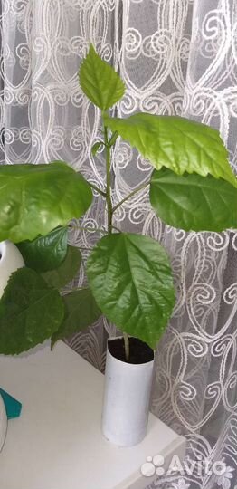 Монстера ,бегония Хлорофитум,роза,много др