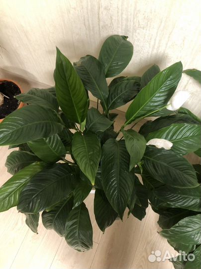 Спатифиллум - Женское счастье