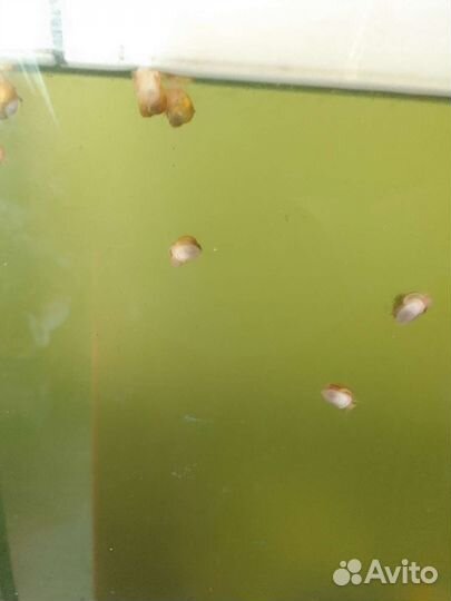 Улитки аквариумные ампулярии