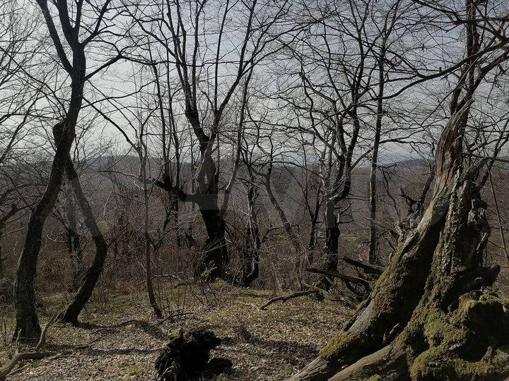 Участок 5 сот. (СНТ, ДНП)