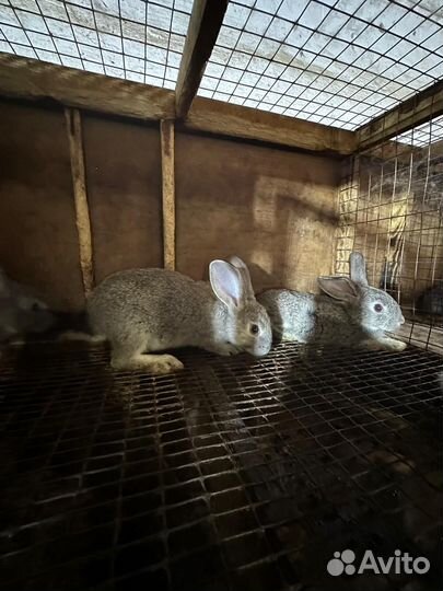 Кролики на племя