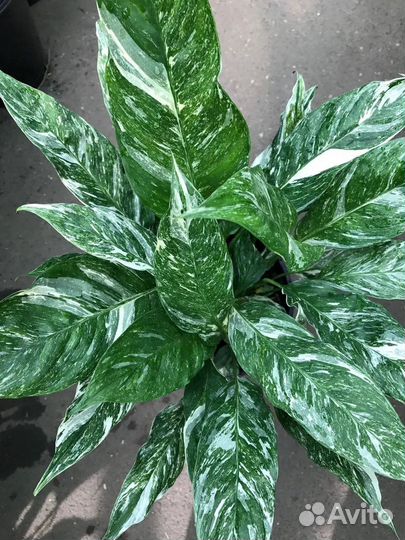 Спатифиллум Домино