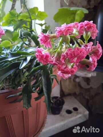 Каланхое декоративное(оленьи рожки)