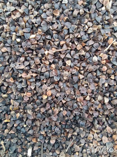 Гречиха на семена и продовольственная