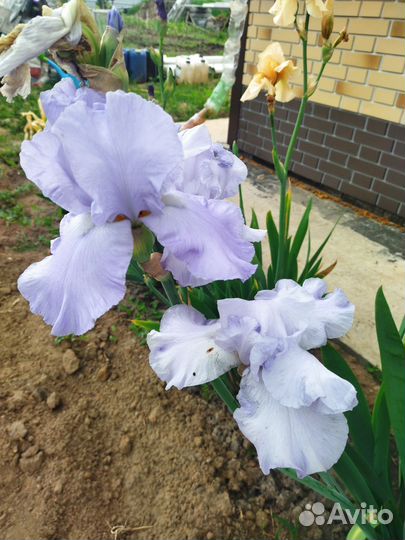 Ирисы бородатые сортовые