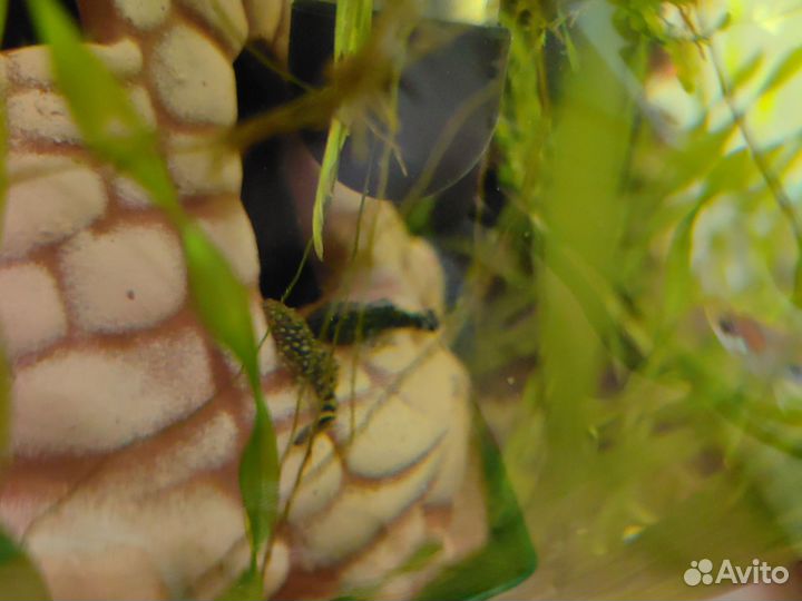 Сомики анцистусы и водоросли
