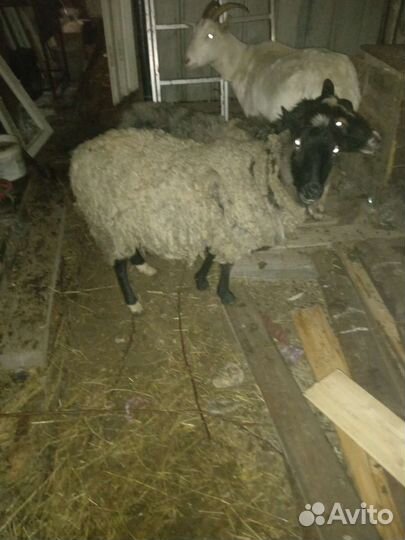 Коза, бараны, корова