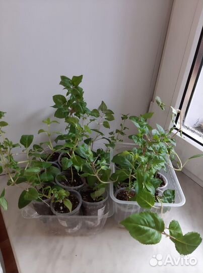 Сортовые фуксии