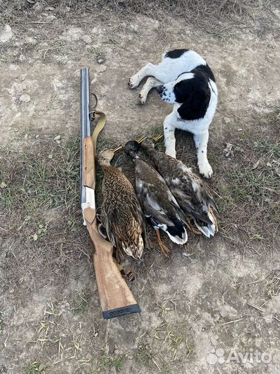 Случка собак