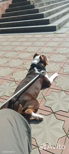 Вязка, Амбулли