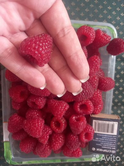 Домашние помидоры стручковая фасоль огурцы малина