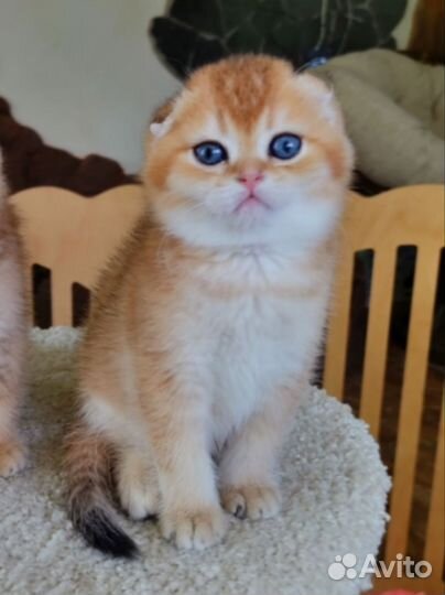 Котик золотистый