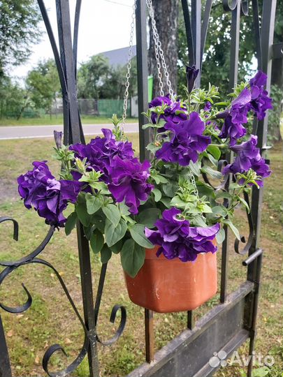 Рассада петунии сортовой