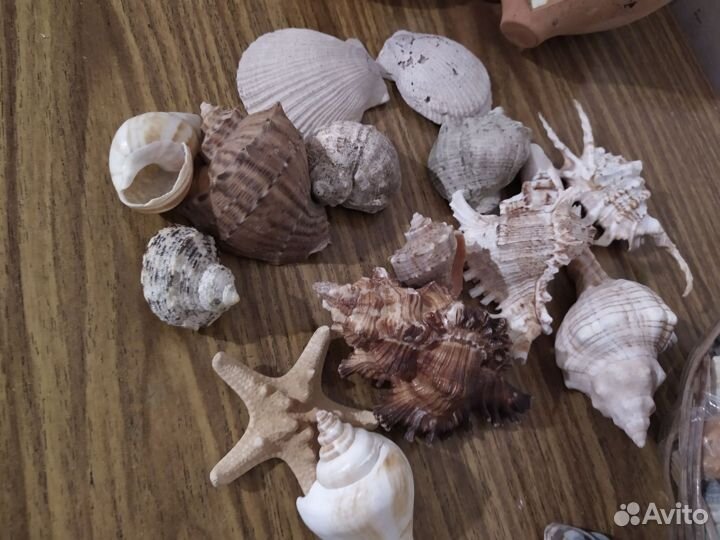 Морские ракушки раковины