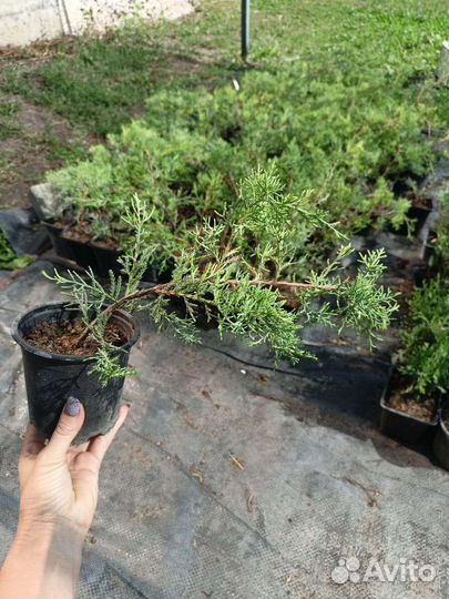 Можжевельник виргинский 