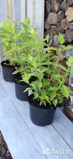 Европа Гортения Pixio C3