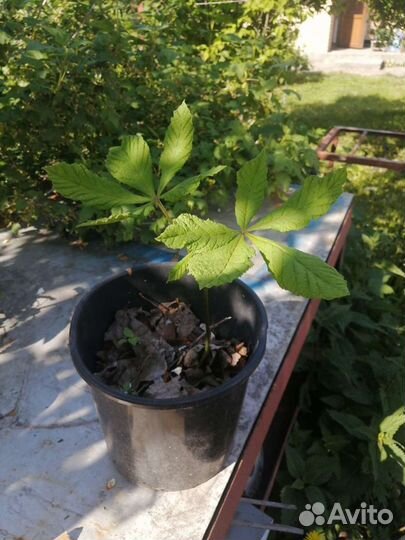 Каштан конский