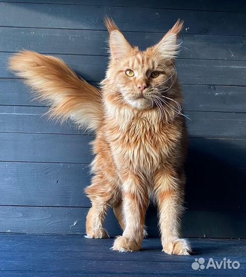 Кошки мейн-кун