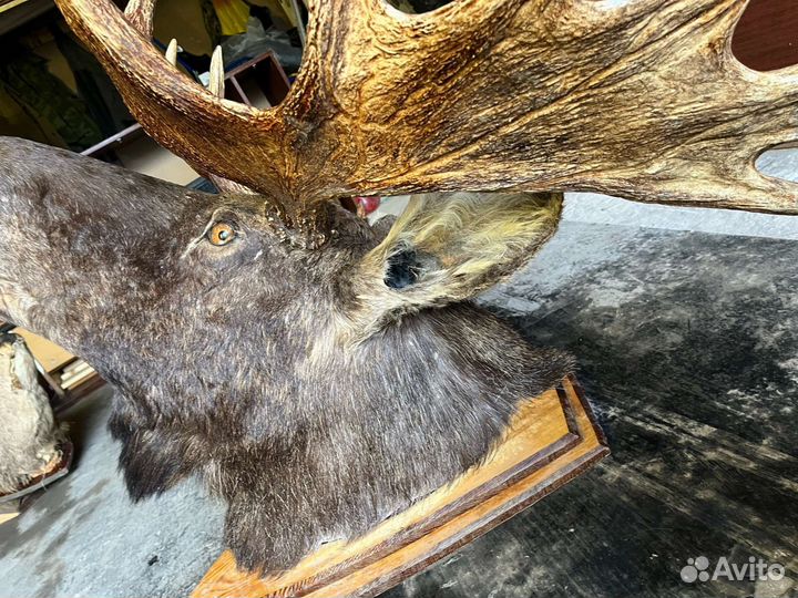 Чучело головы лося