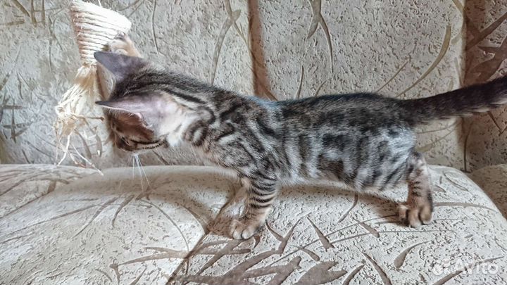 Бенгальский котенок