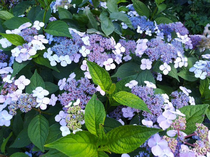 Гортензии из своего сада