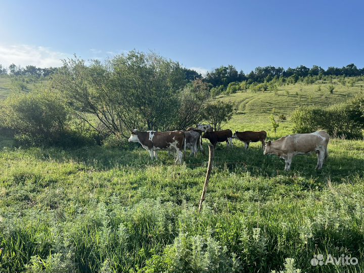 Продается стадо