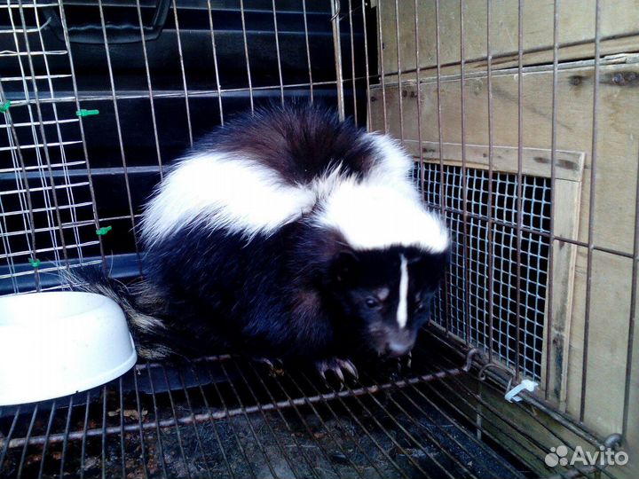 Зоотакси Красноярск