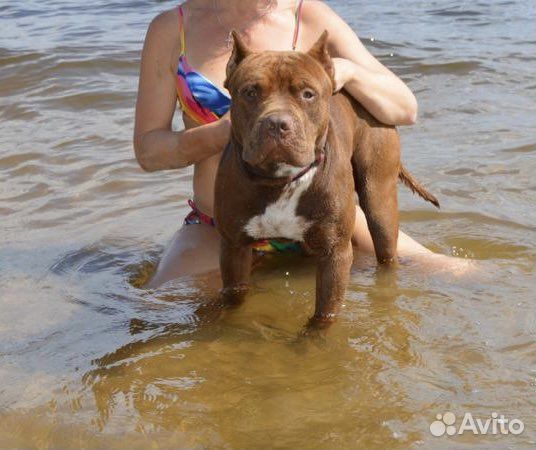 Вязка питбуль