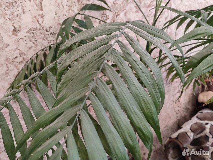 Пальма хамедорея 1,5м комнатные растения