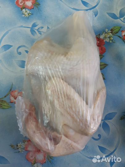 Продам молоденьких петушков