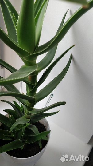 Алоэ вера растение