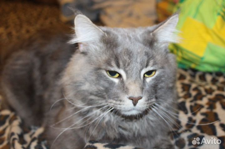 Кот на вязку за котенка