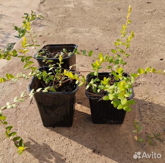 Саженцы клюквы